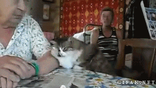 прикольные гифки
